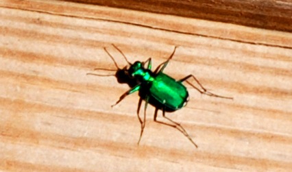 [green bug[3].jpg]