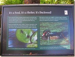 Duckweed Sign