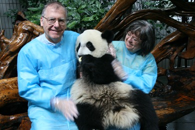 1 yr old panda, Panda Breeding Center, Chengdu, China, 2009 (4181)