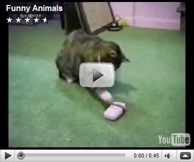 Download this Funny Videos Animals picture