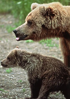 [Grizzly_Baby[5].jpg]