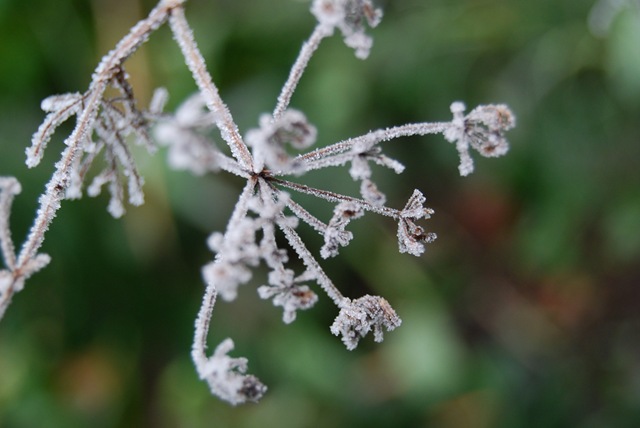 Frosty dill (2)