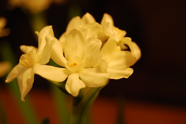 Paperwhites without flash