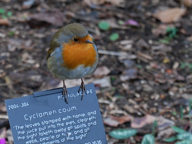 Kew robin