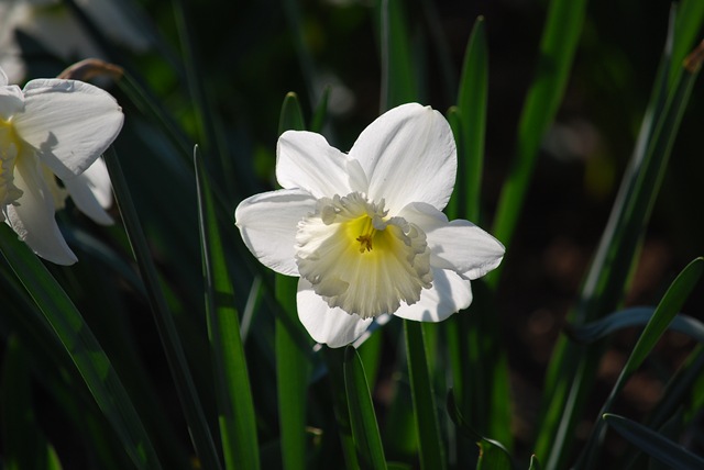 Pale daffodil