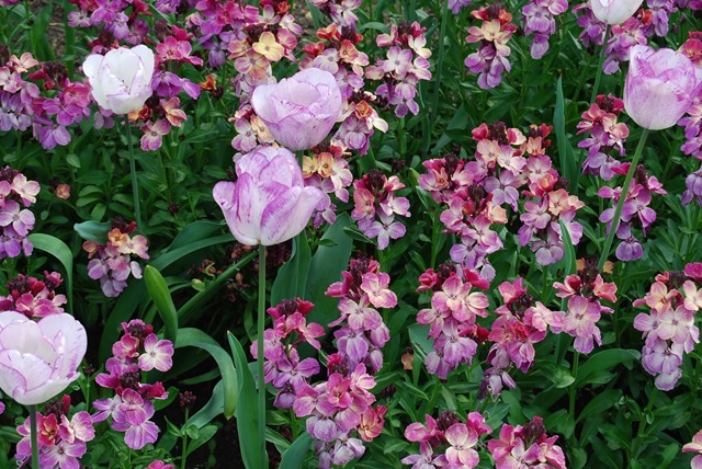 Kew tulips & wallflowers