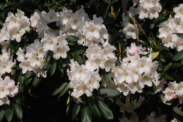 [Kew white rhododendrons[3].jpg]