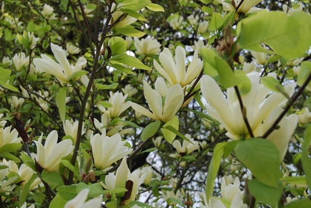 Kew pale yellow magnolia blooms
