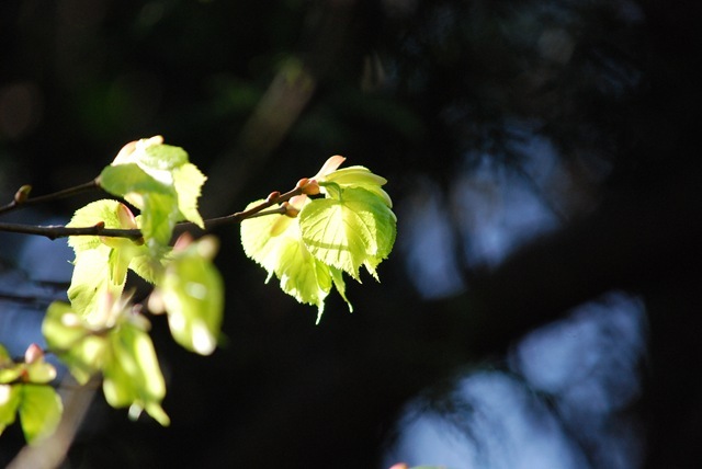 Spring sunlight on new leaves