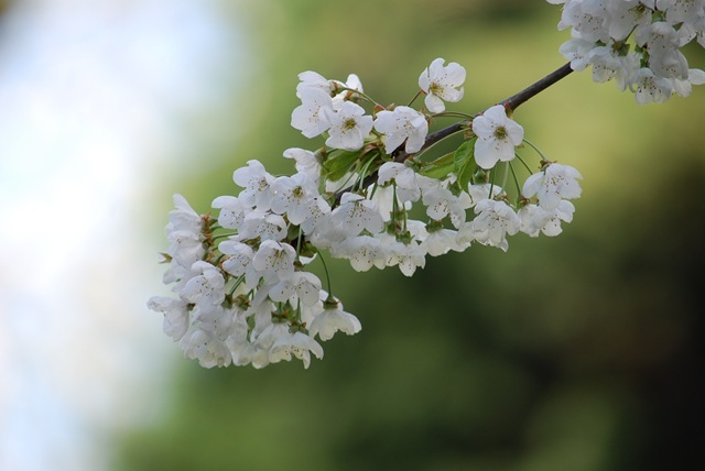 White blossom (2)