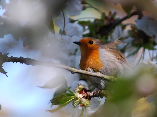 Robin on blossom