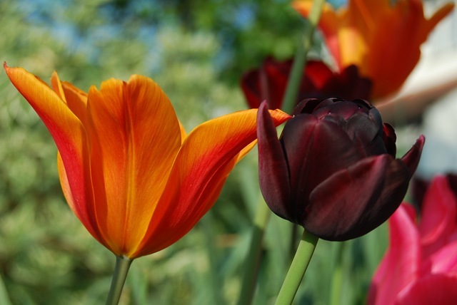 Tulips Ballerina & Black Hero