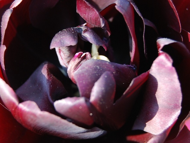 Tulip Black Hero close-up
