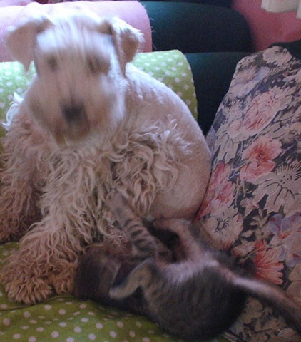 [LYLA Y EL GATIN[4].jpg]