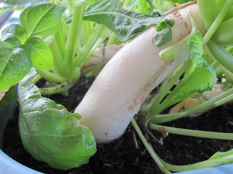 PADVAL AGRICULTURE AND FARM ENTERPRISES Growing Radish without Soil using Simplified