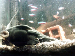 60cm規格１本勝負 お魚
