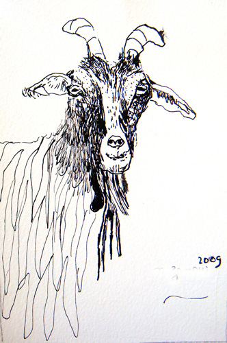 Goat Nr1