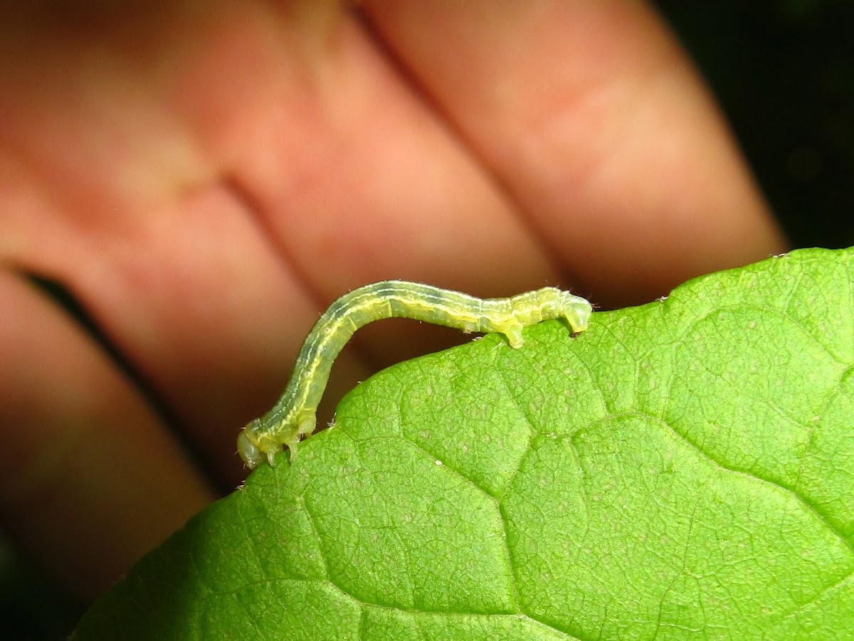 Fall Cankerworm