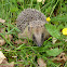Hedgehog (European)