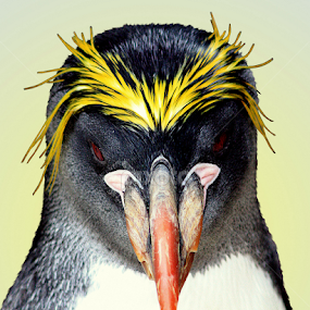 Macaroni Penguin by Ralph Harvey - Animals Birds
