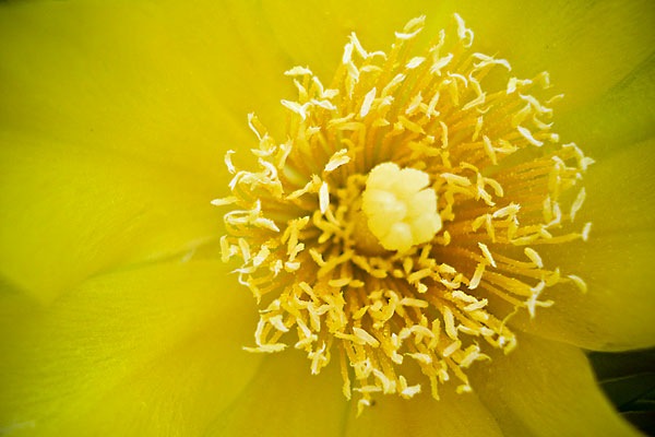 [ColorFlowerWeb[2].jpg]
