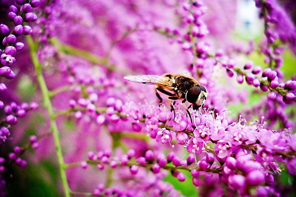 [NaturePinkBeeWeb[2].jpg]