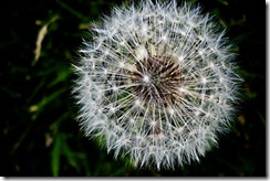 TextureDandelionWeb