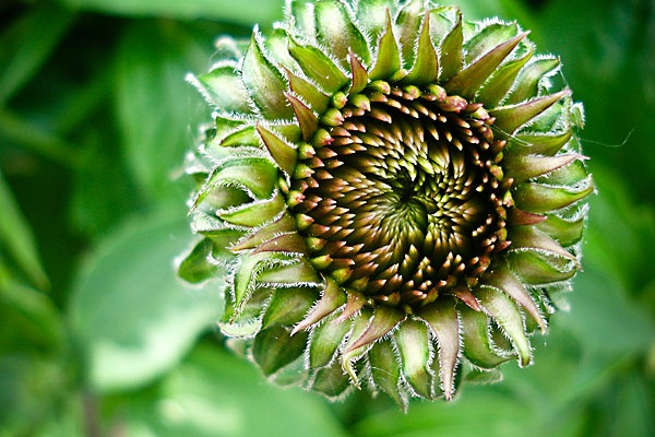 [TextureFlowerWeb[2].jpg]