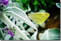 TextureButterflyWeb