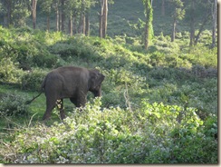 IMG_1693 - Elephant Camp
