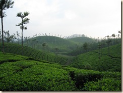 IMG_1749 - VL Tea Fields 2