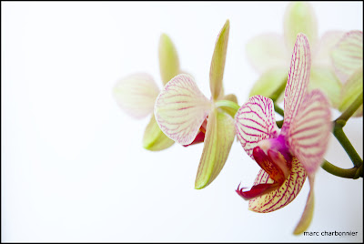 orchidées-mars-3.jpg
