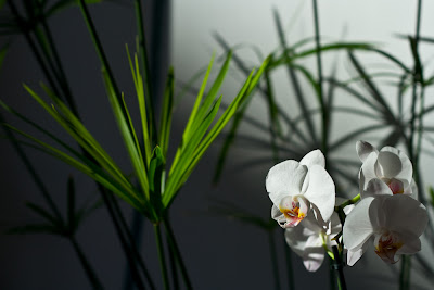photo orchidées blanches et papyrus - photographie orchidée