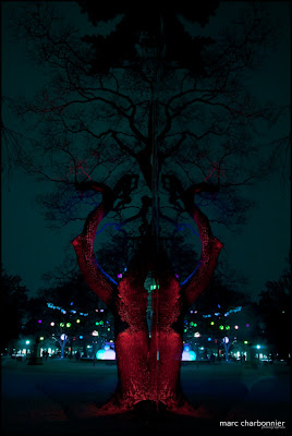 concours photo arbres lumière 2009-2.jpg