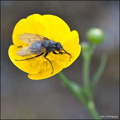 mouche sur une fleur jaune