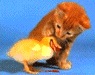 gato%20pato3.jpg