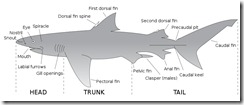 800px-Parts_of_a_shark