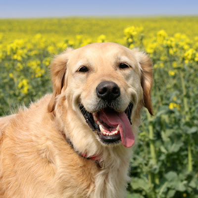 panting-dog.jpg