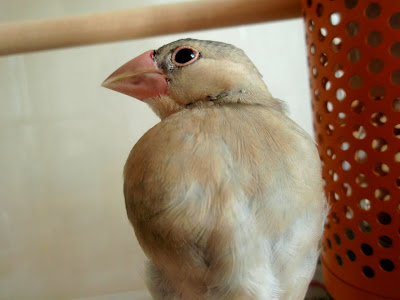 文鳥写真集 生物情報科学科 10