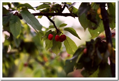 cherry-tree-2