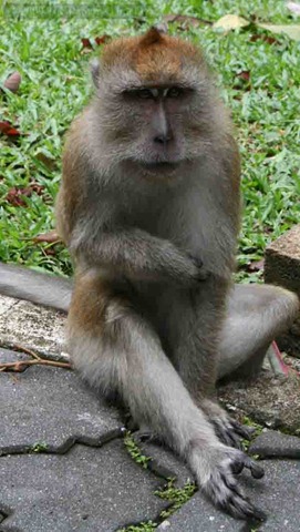 [Long-Tailed-Macaques-at-Penang-BG[4].jpg]