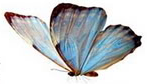 [Butterfly4[5].png]