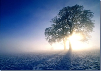 winter-tree-picture-1280x1024-0072