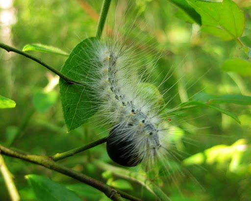 Virginian Tiger Moth caterpillar