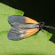 Black-and-yellow Lichen Moth
