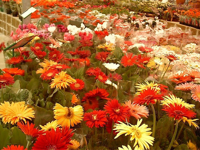 primavera.jpg