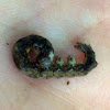 Lead-Colored Lichen Moth, Caterpillar