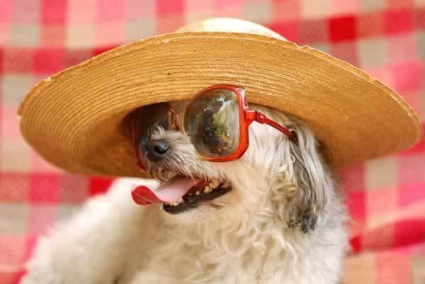 [dog-picture-photo-hat-sunglasses[2].jpg]