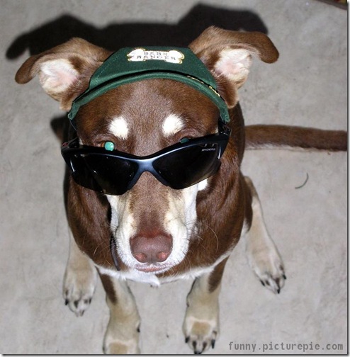 dog_sunglasses