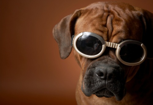 [Dog_wearing_sunglasses_6a23[2].jpg]